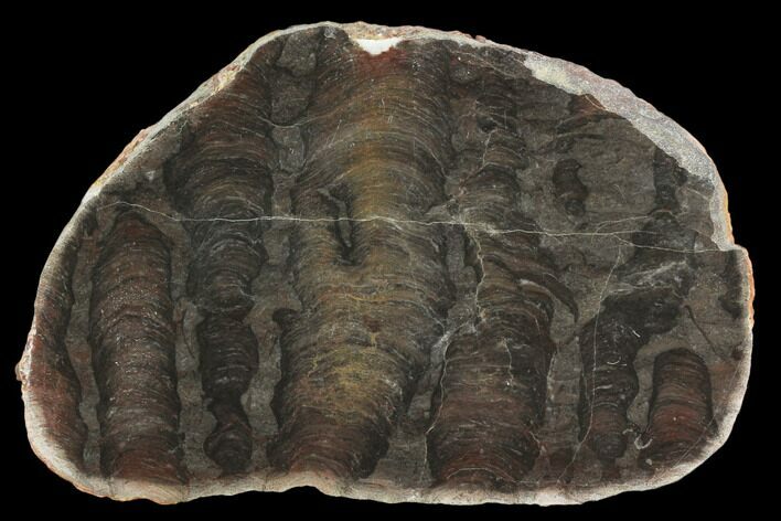 Polished Stromatolite (Inzeria) Section - Million Years #130663